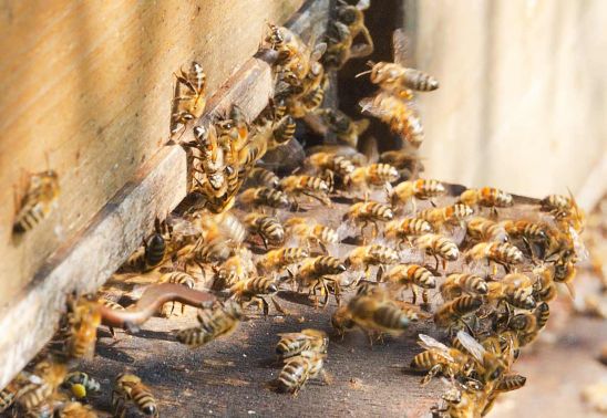 Honigbienen an den Waben
